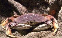 Interpretarea visului de a mânca crab.  Crabii sunt în viață.  Interpretarea vederii nocturne despre un crustaceu