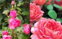 Роза Августа Луїза – розкішна аристократка Троянда чайно гібридна а луїза