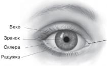 Структурата на човешкото око без подписи